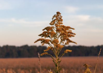 Canada Goldenrod