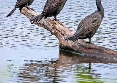 Cormorants Lake Carnegie