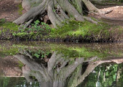 Tree Reflection
