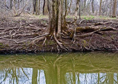 Tree and roots reflection Six Mile Run
