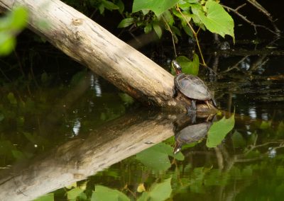 Turtle Carnegie Lake
