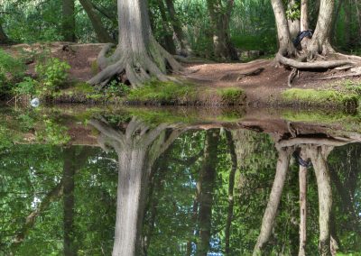 Two Trees Reflections