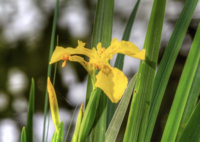 Yellow Iris