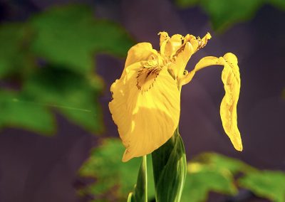 Yellow Iris