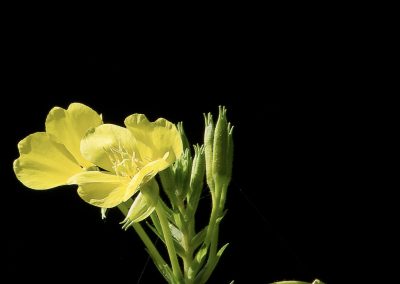 Common evening-primrose