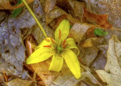 Yellow Trout Lilly